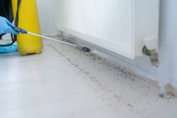 Best Affordable Pest Control Services  in Granville, WV